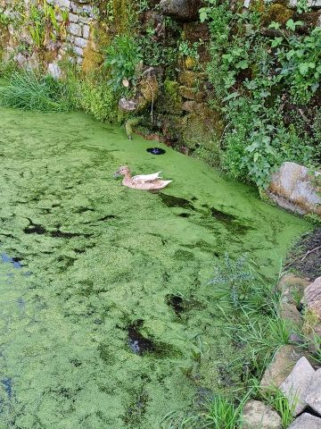 mare aux canards